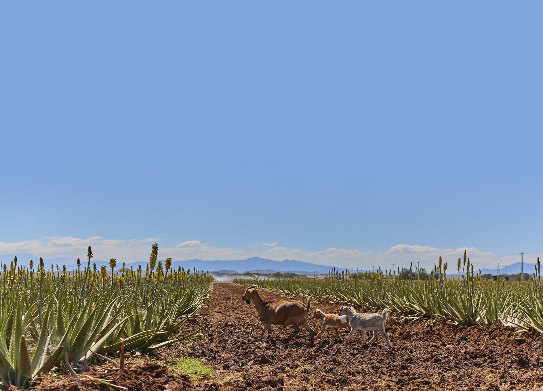 Arriva la certificazione BIO per il nostro gel di aloe